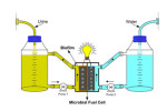 Urine fuel cells