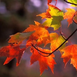 Metamorphosis of colors from bright yellows to vibrant reds during fall